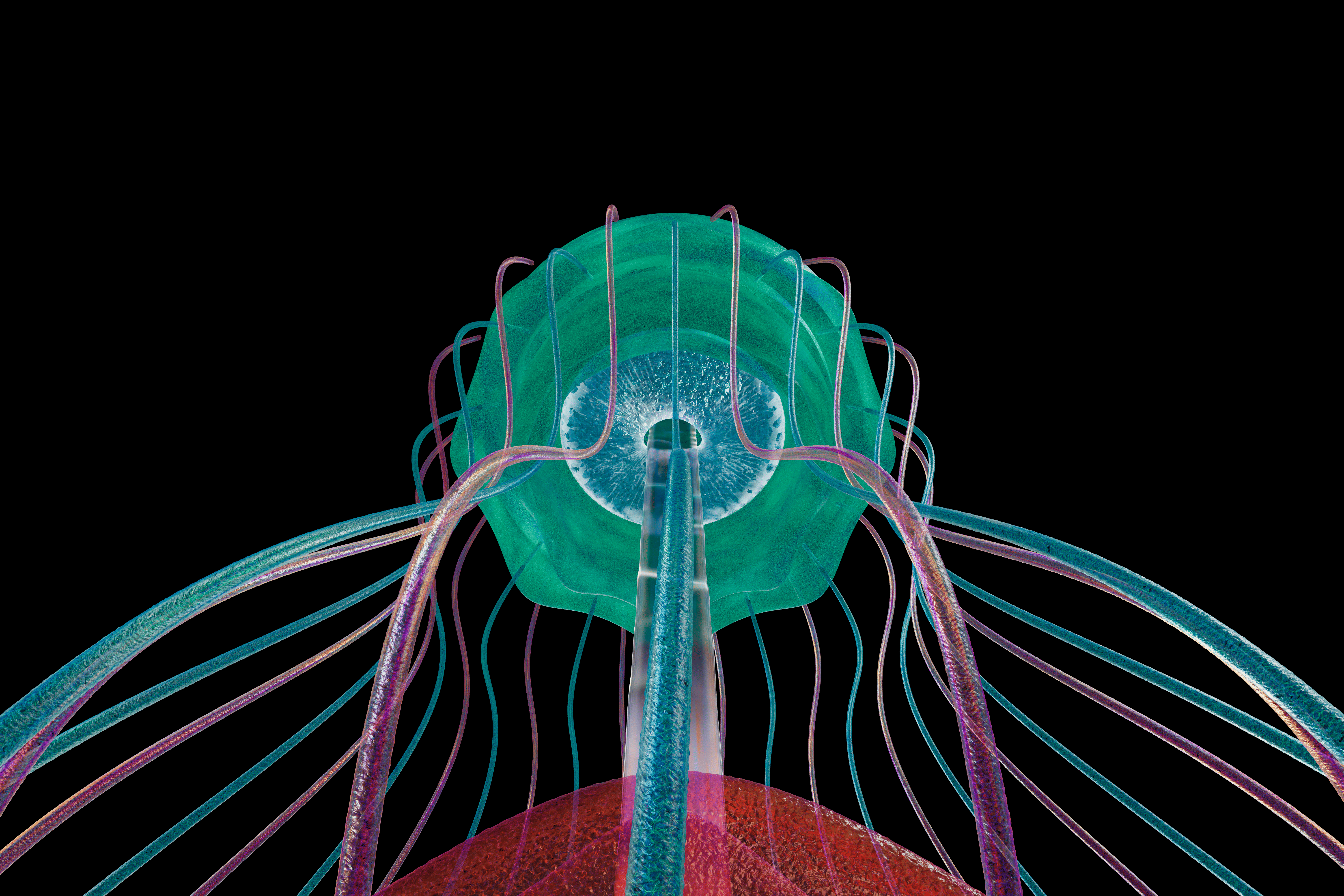 Corpus Callosum — beauty A
