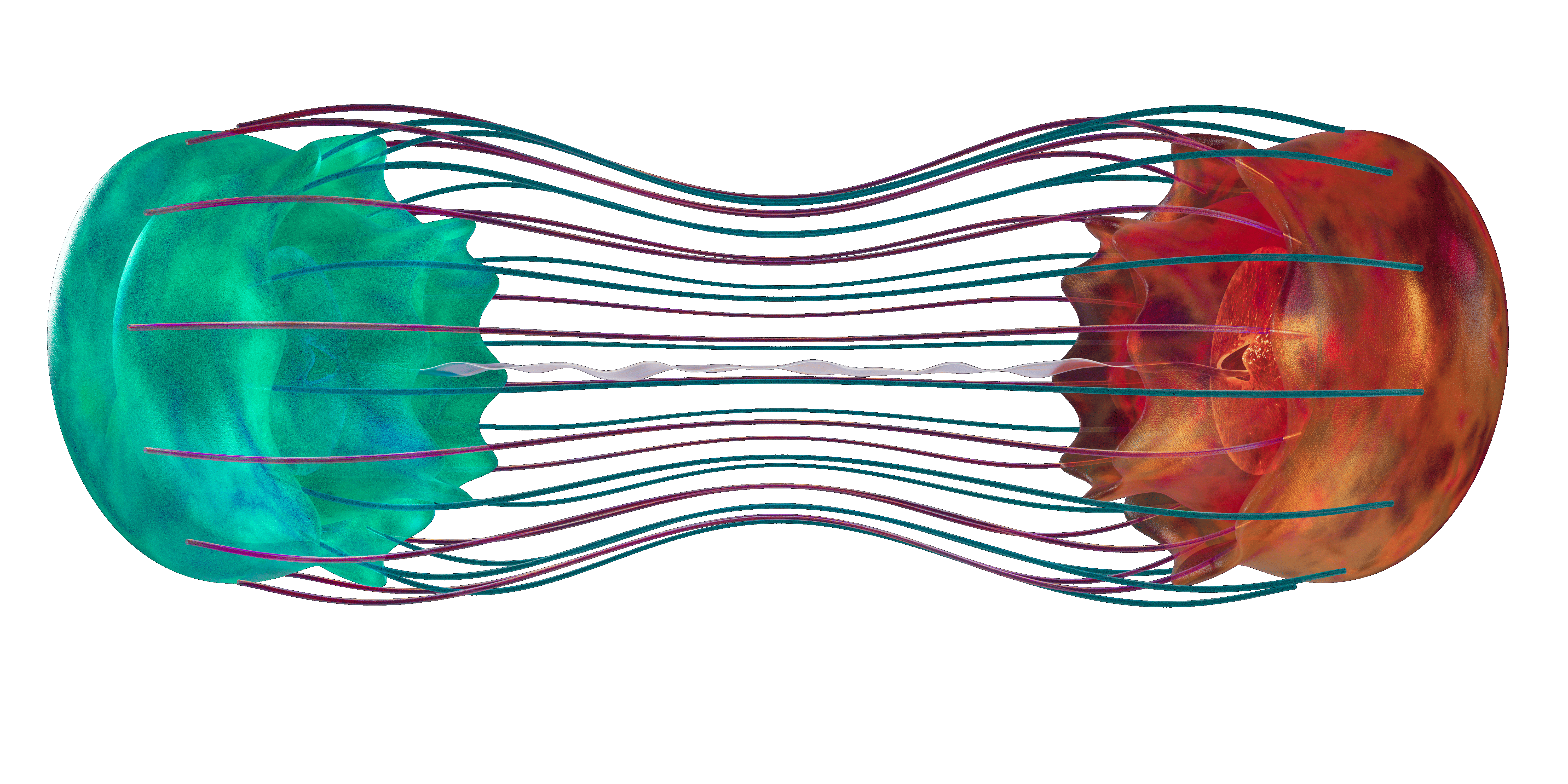 Corpus Callosum — exterior view